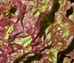Bio Salanova® Kopfsalat, 6er Schale