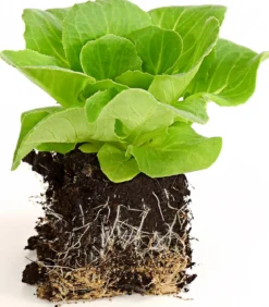 Bio Salanova® Kopfsalat, 6er Schale