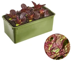 Bio Salanova® Kopfsalat, 6er Schale