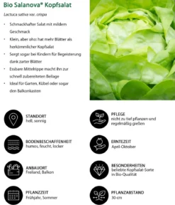 Bio Salanova® Kopfsalat, 6er Schale