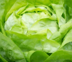 Bio Salanova® Kopfsalat, 6er Schale