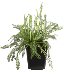 Bio Schafgarbe 'Terracotta'