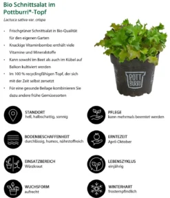 Bio Schnittsalat im Pottburri®-Topf