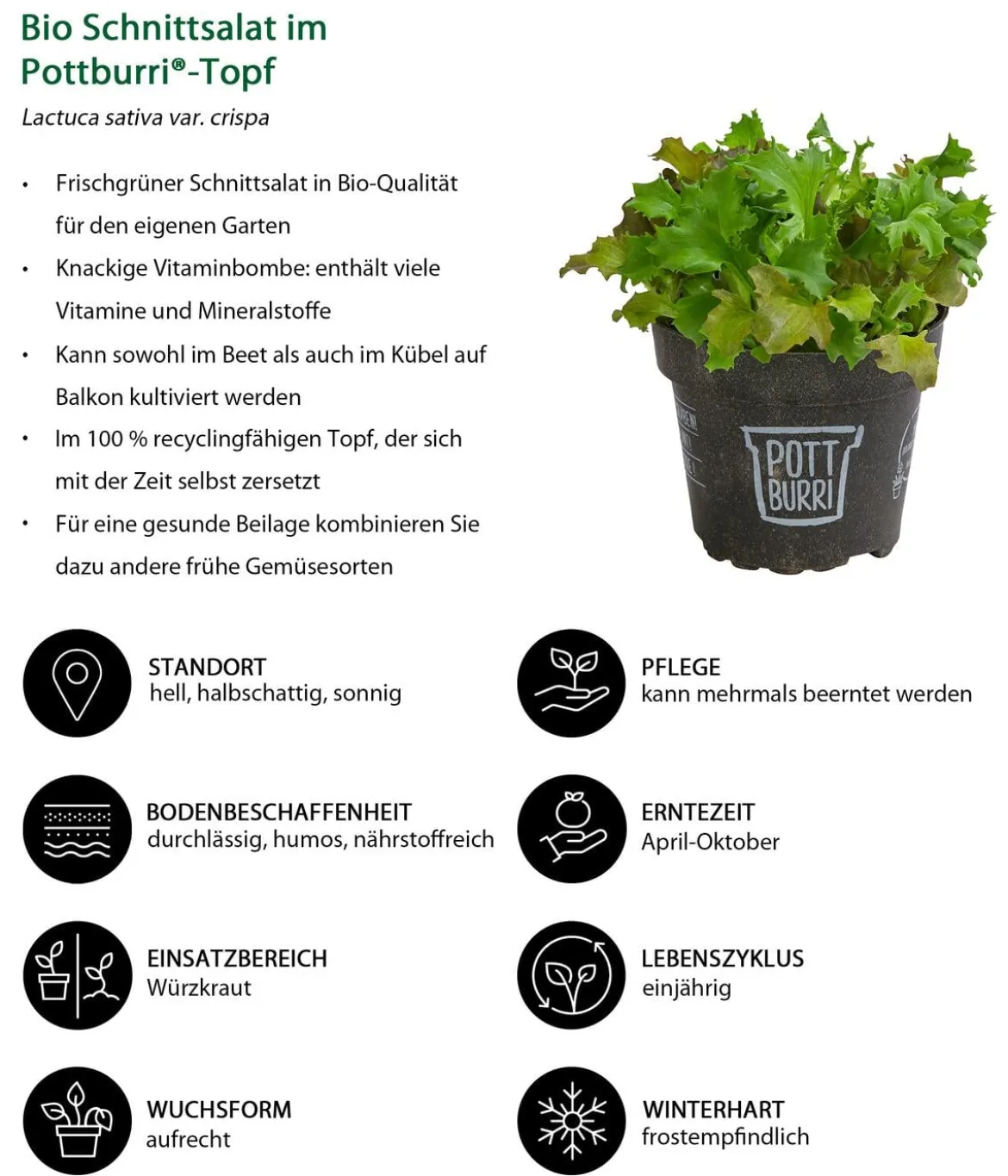 Bio Schnittsalat im Pottburri®-Topf