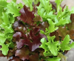 Bio Schnittsalat im Pottburri®-Topf