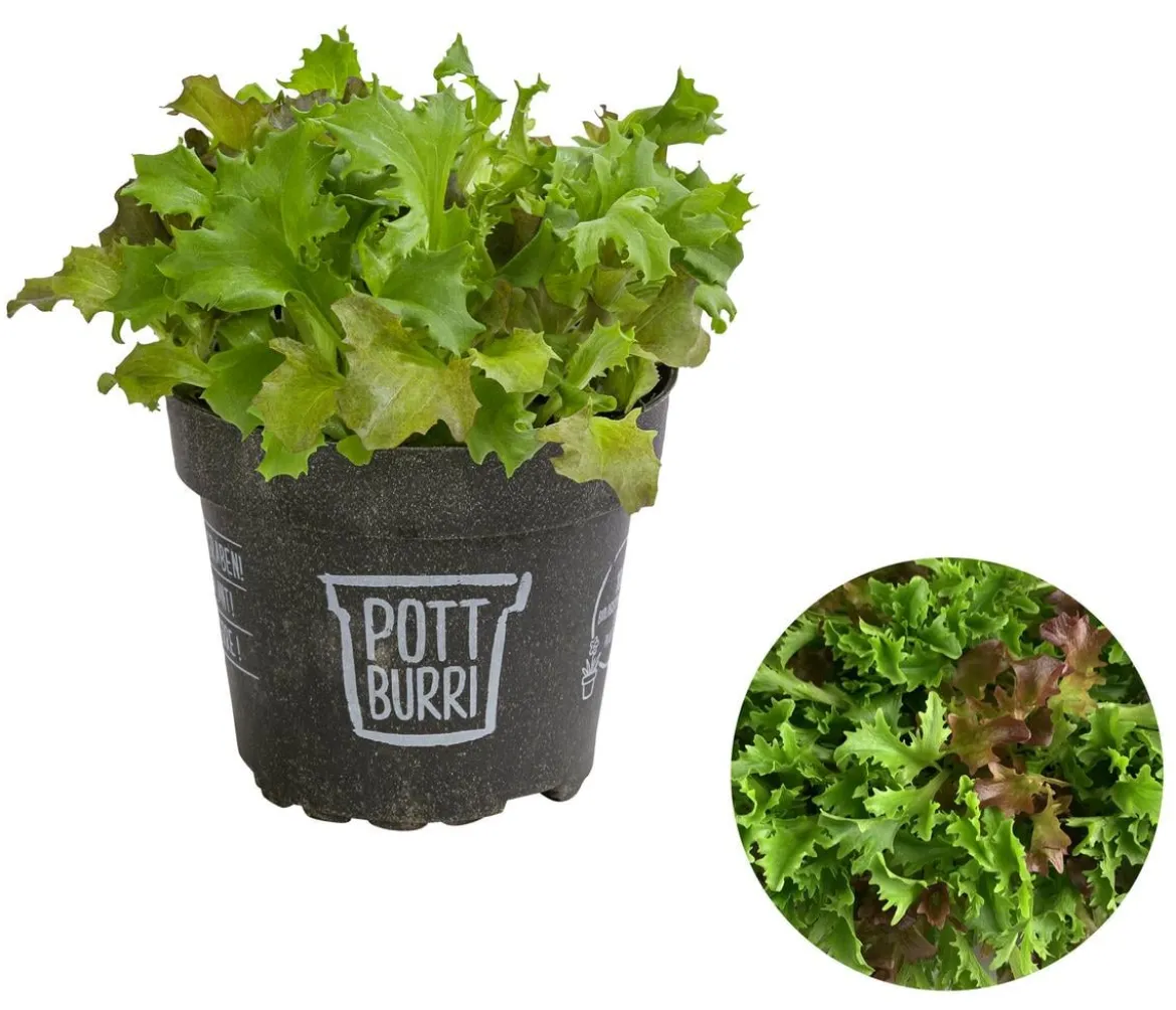 Bio Schnittsalat im Pottburri®-Topf