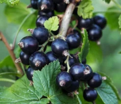 Bio Schwarze Johannisbeere 'Ben Nevis'