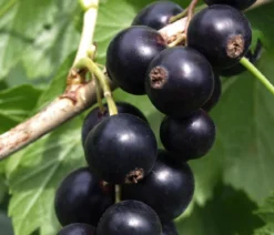 Bio Schwarze Johannisbeere 'Low Little Black Sugar®'