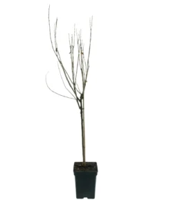 Bio Schwarze Johannisbeer 'Titania'