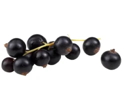 Bio Schwarze Johannisbeer 'Titania'