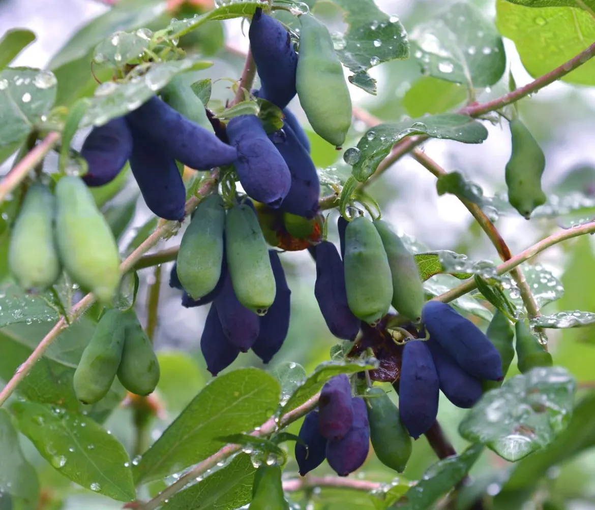 Bio Sibirische Blaubeere 'Duet'