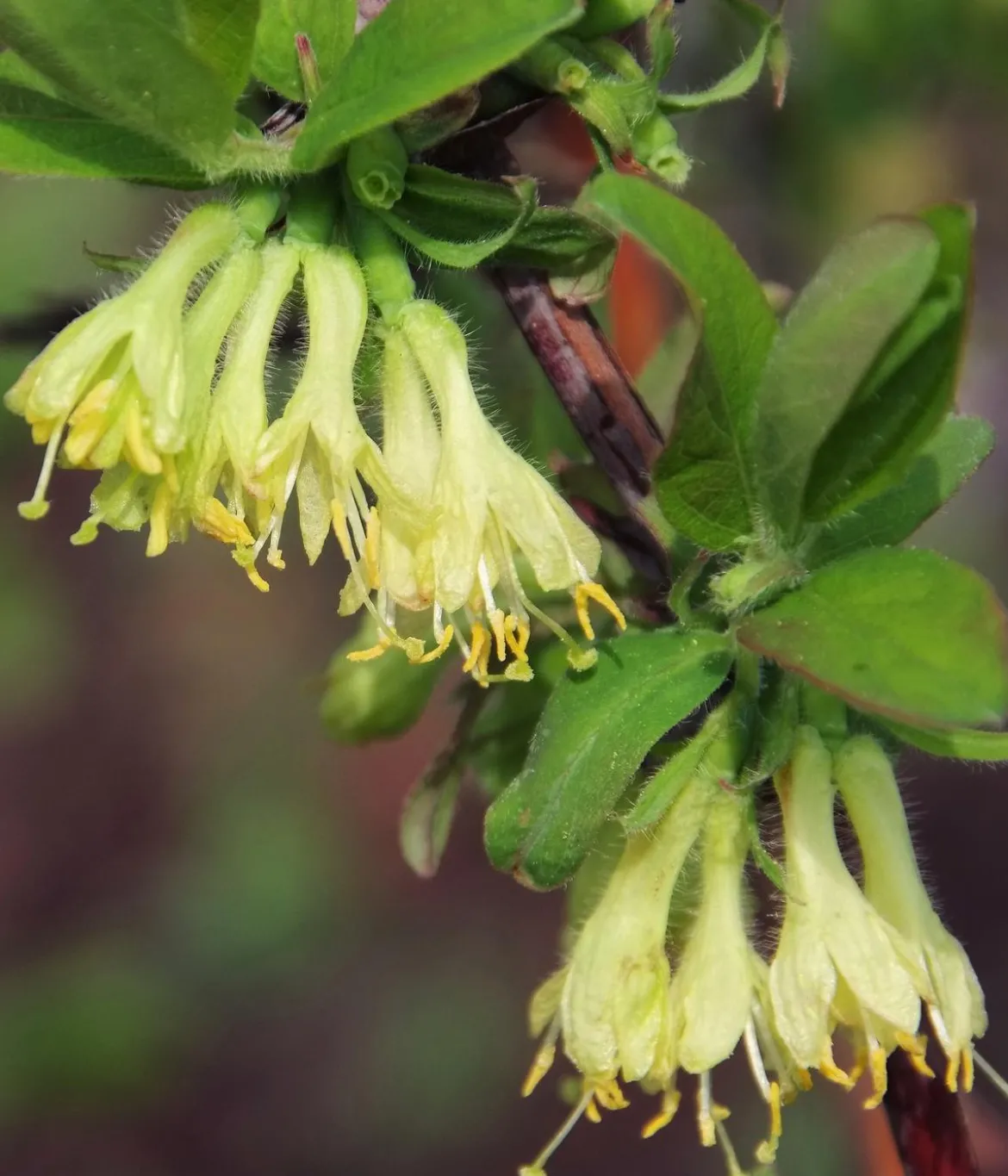 Bio Sibirische Blaubeere 'Duet'