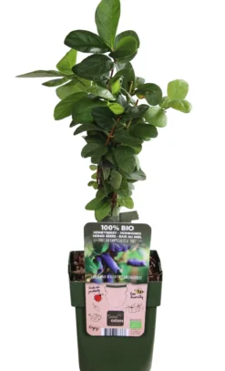 Bio Sibirische Blaubeere 'Duet'