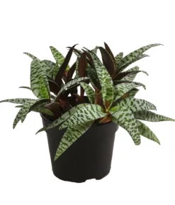 Bio Silberstern - Ledebouria socialis