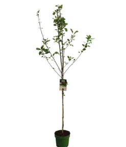 Bio Sommerapfel 'James Grieve'