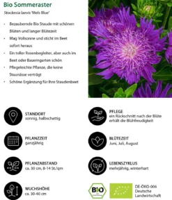 Bio Sommeraster 'Mels Blue'