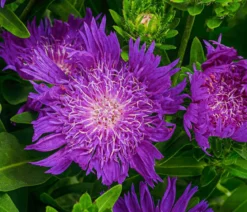 Bio Sommeraster 'Mels Blue'