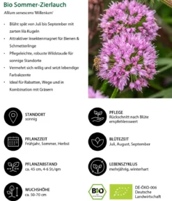 Bio Sommer-Zierlauch 'Millenium'