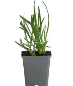 Bio Sommer-Zierlauch 'Millenium'