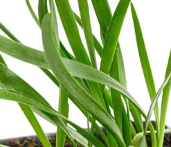 Bio Sommer-Zierlauch 'Millenium'