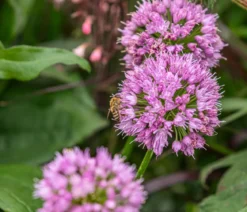 Bio Sommer-Zierlauch 'Millenium'