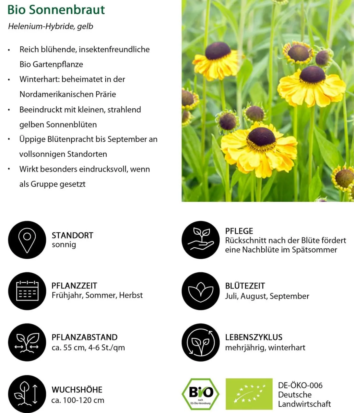 Bio Sonnenbraut, gelb