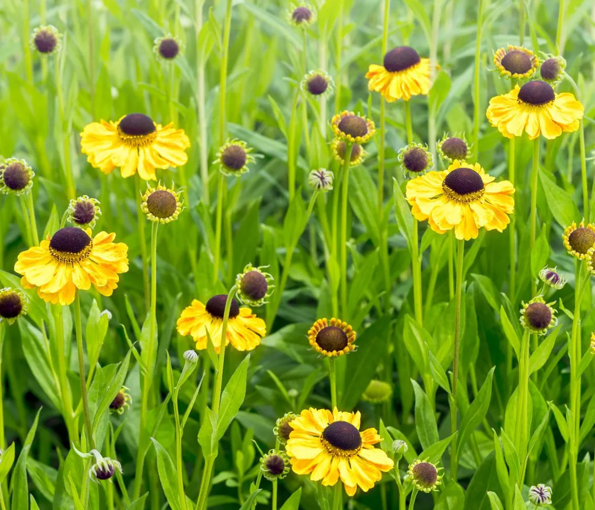 Bio Sonnenbraut, gelb
