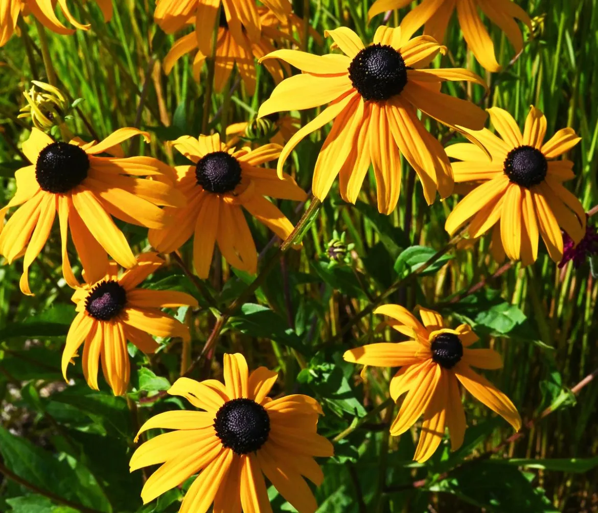 Bio Sonnenhut 'Goldsturm'