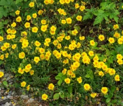 Bio Sonnenröschen, gelb
