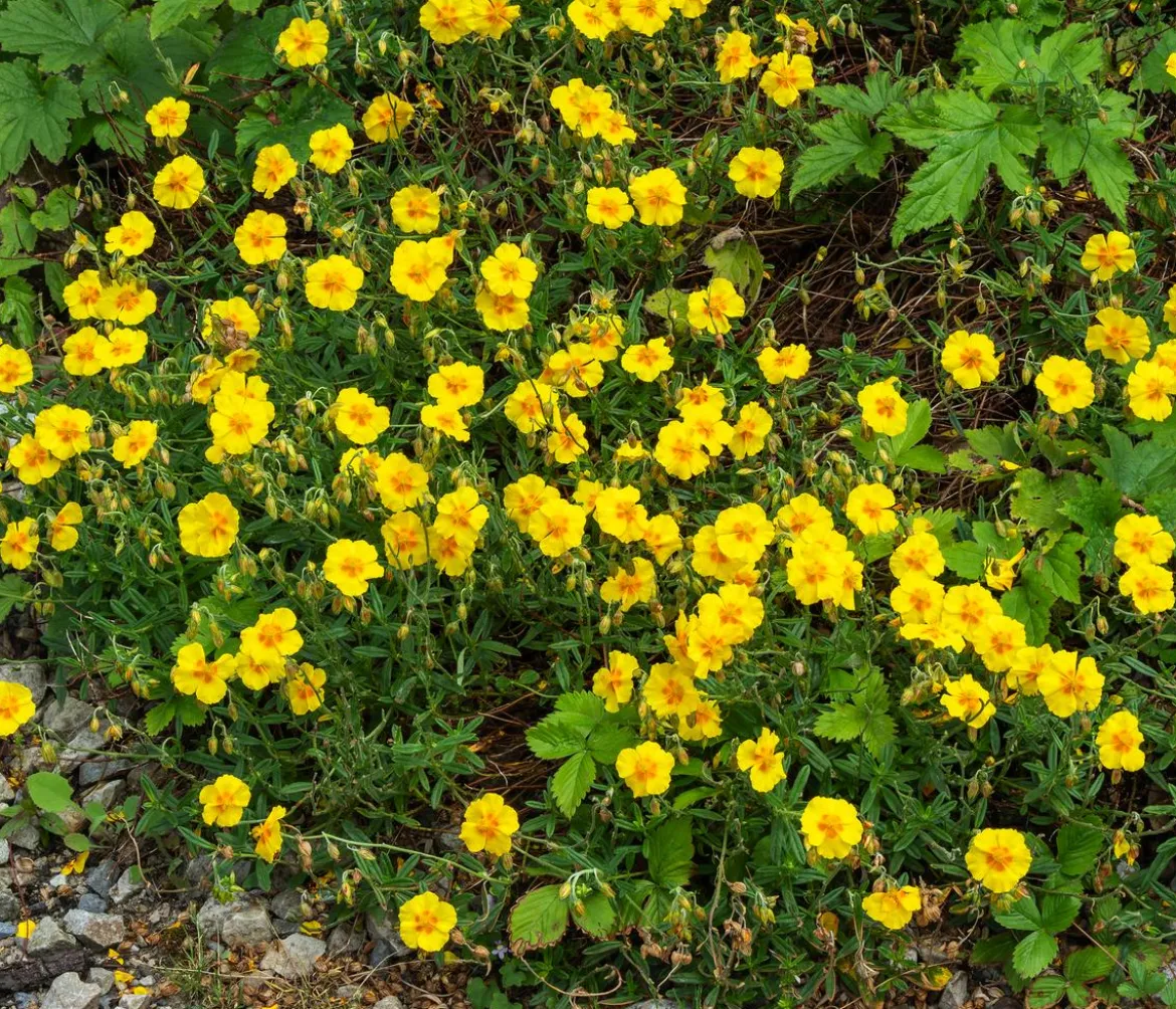 Bio Sonnenröschen, gelb