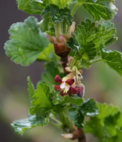 Bio Stachelbeere 'Captivator'