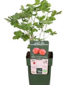 Bio Stachelbeere 'Captivator'