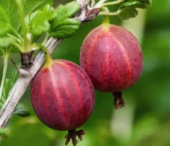 Bio Stachelbeere 'Captivator'