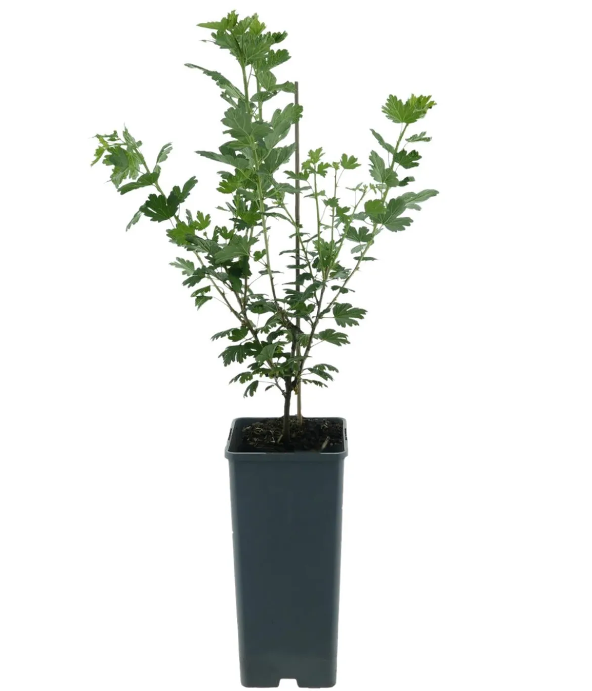 Bio Stachelbeere 'Hinnonmäki', gelb