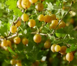 Bio Stachelbeere 'Hinnonmäki', gelb