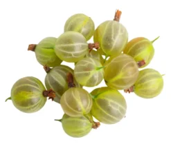 Bio Stachelbeere 'Hinnonmäki', gelb