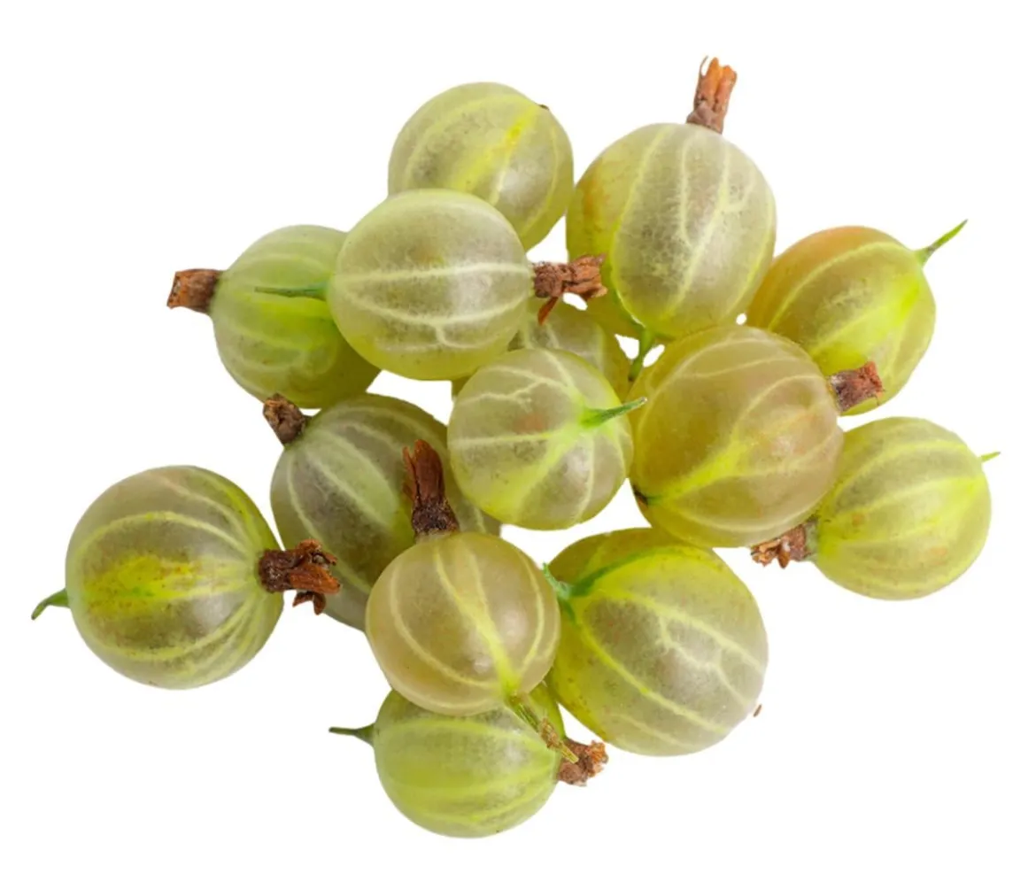 Bio Stachelbeere 'Hinnonmäki', gelb