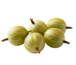 Bio Stachelbeere 'Mucurines'