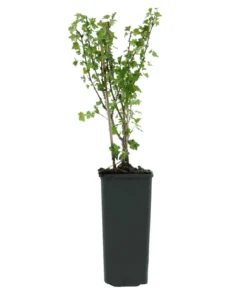 Bio Stachelbeere 'Mucurines'