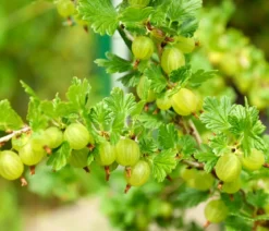 Bio Stachelbeere 'Mucurines'