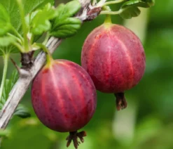 Bio Stachelbeere 'Spinefree'