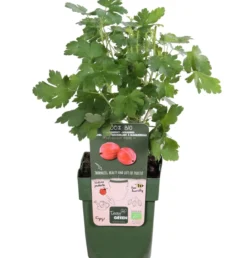 Bio Stachelbeere 'Spinefree'