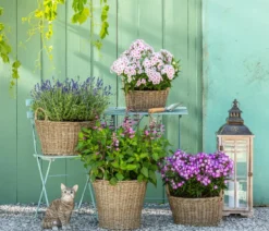 Bio Stauden-Phlox, blau