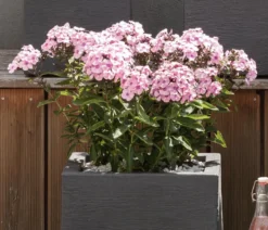 Bio Stauden-Phlox, rosa