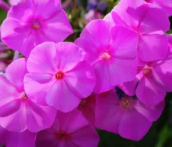 Bio Stauden-Phlox, rosa