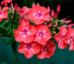 Bio Stauden-Phlox, rot