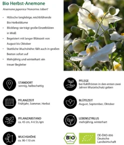 Bio Stauden-Set Beet im Halbschatten, 24-teilig