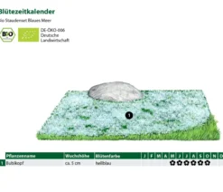 Bio Stauden-Set Blaues Meer, 12-teilig