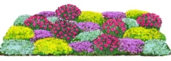 Bio Stauden-Set Bodendecker Patchwork, 24-teilig
