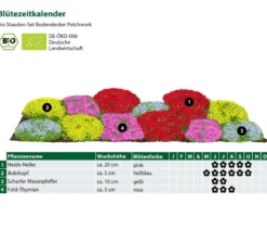 Bio Stauden-Set Bodendecker Patchwork, 12-teilig